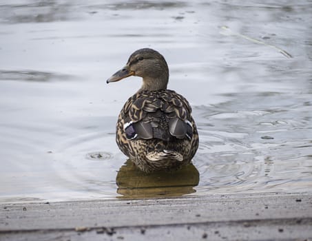 Female mallard