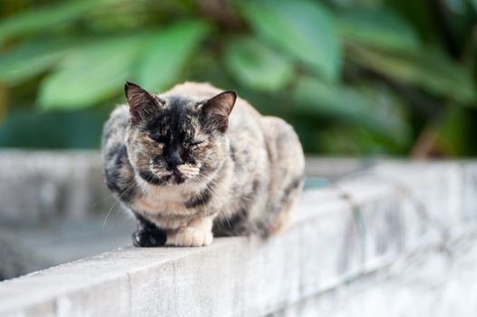 An Old cat with nature place .