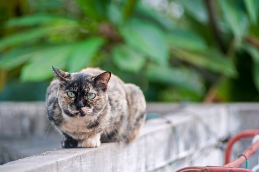 An Old cat with nature place .