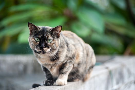 An Old cat with nature place .