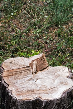 An Stump trees in green water .