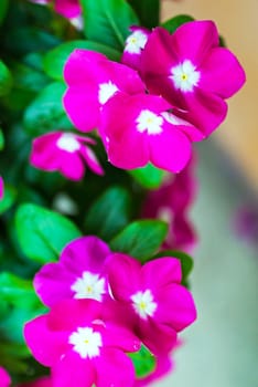 An Small Flowers Bed in sunlight .