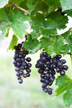 An grape fruit of nature in soft light .