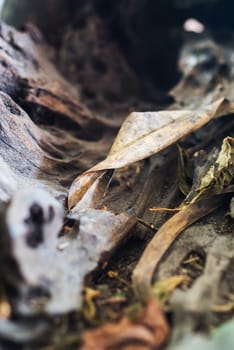 An Nature Leaf die in soft light .