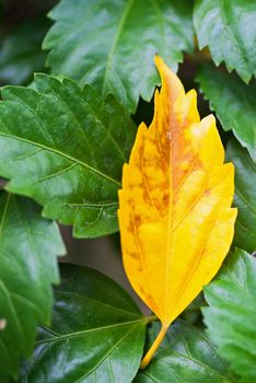 An Spring leaves in soft light .