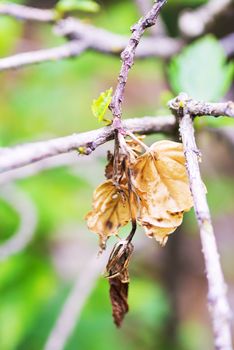 An Nature Leaf die in soft light .