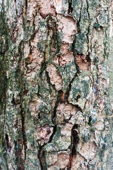 An Bark tree texture in soft light .
