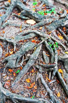 Tree  root in nature place .