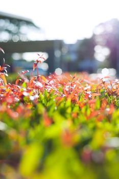 An Spring leaves in soft light .