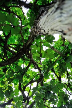 An grape fruit of nature in soft light .