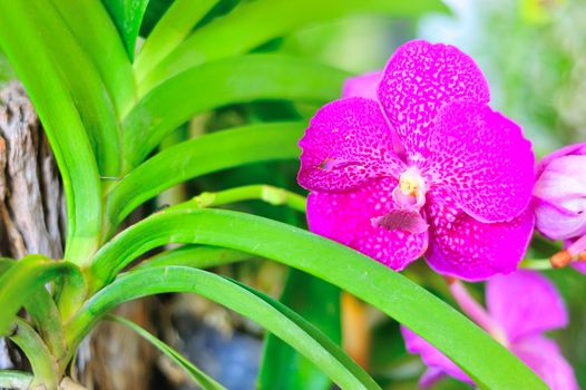 Orchid flower in nature place with soft light .