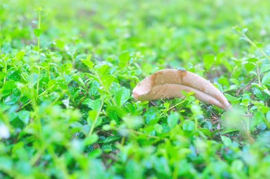 An Nature Leaf die in soft light .