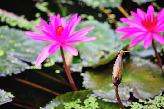 Lotus in nature pool in sun light .