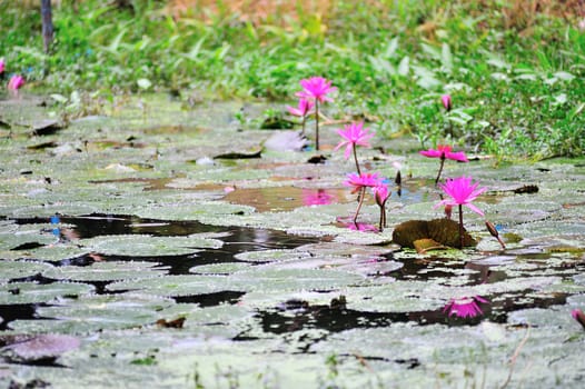 Lotus in nature pool in sun light .