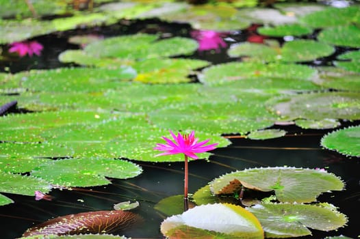 Lotus in nature pool in sun light .