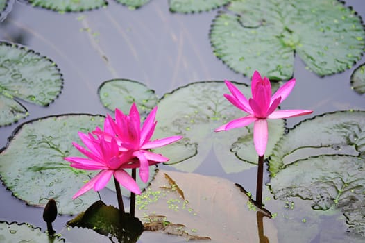 Lotus in nature pool in sun light .