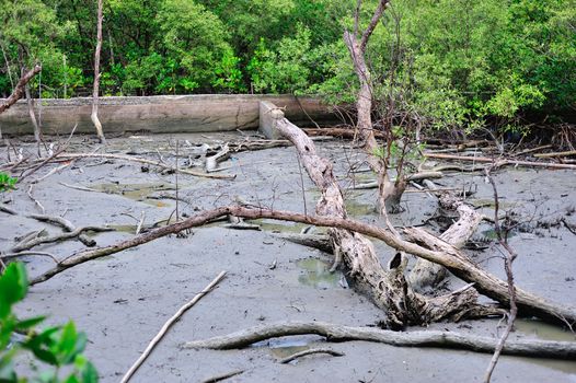 An Dead tree in nature place .