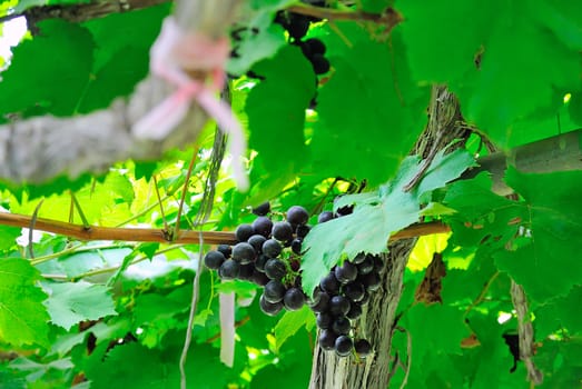 An grape fruit of nature in soft light .