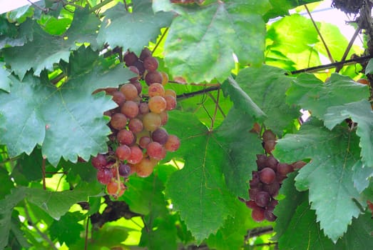 An grape fruit of nature in soft light .