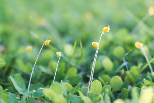 An Small Flowers Bed in sunlight .