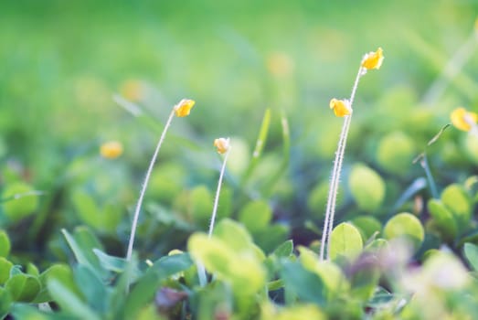 An Small Flowers Bed in sunlight .