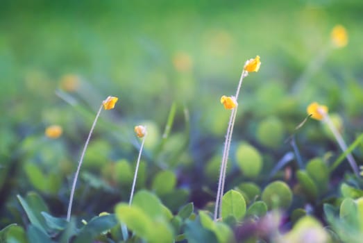 An Small Flowers Bed in sunlight .