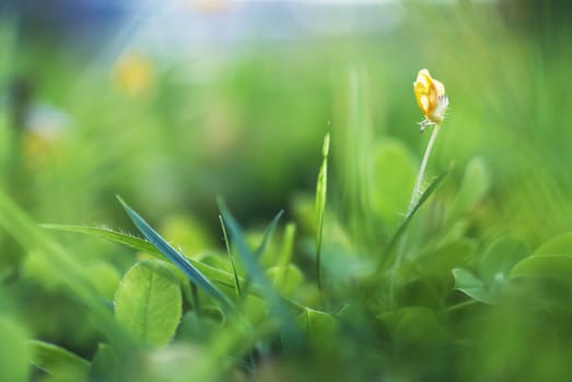 An Small Flowers Bed in sunlight .