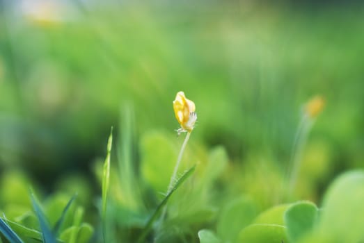 An Small Flowers Bed in sunlight .