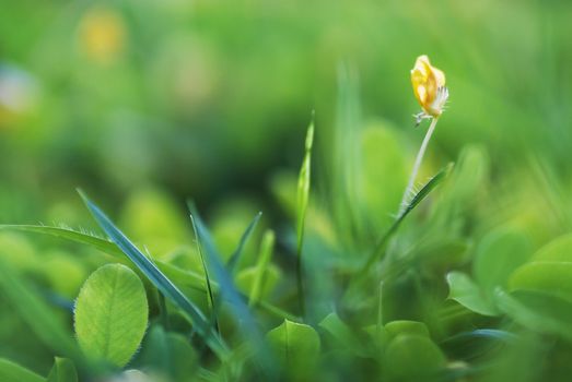 An Small Flowers Bed in sunlight .