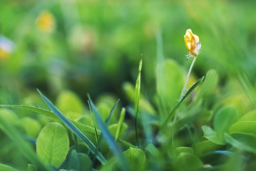 An Small Flowers Bed in sunlight .