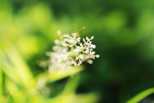 An Small Flowers Bed in sunlight .