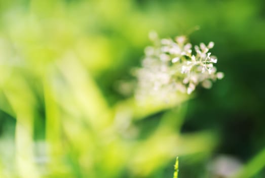 An Small Flowers Bed in sunlight .