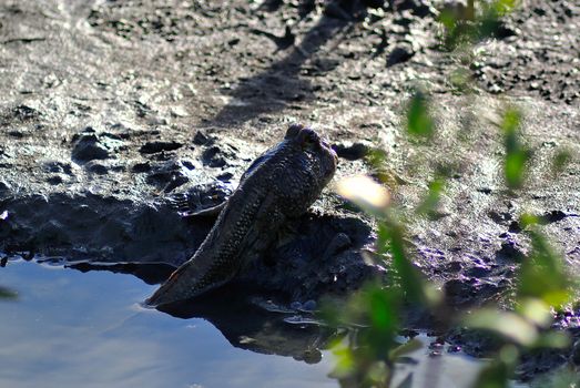 An mudskipper fish in nature place .