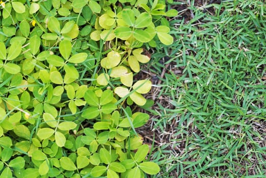 An Green grass border in soft light .