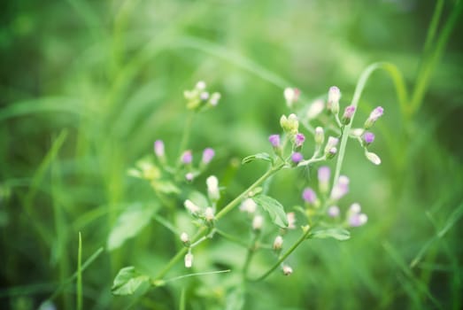 An Small Flowers Bed in sunlight .