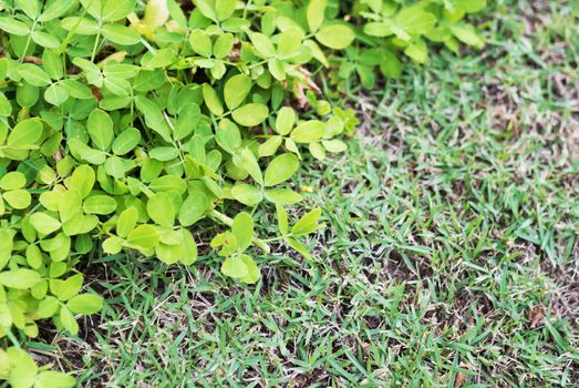 An Green grass border in soft light .