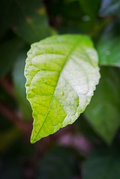 An Spring leaves in soft light .