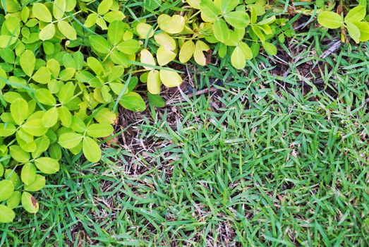 An Green grass border in soft light .