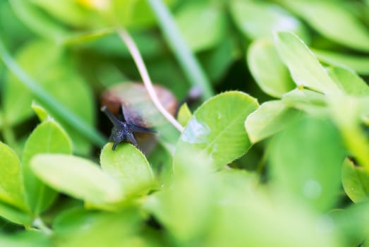 An Snail on leaf in garden green grass .