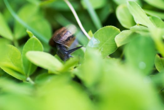 An Snail on leaf in garden green grass .