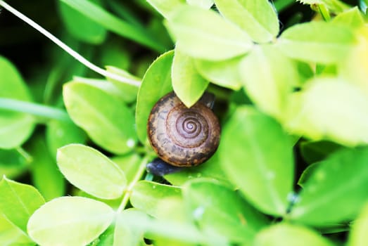 An Snail on leaf in garden green grass .