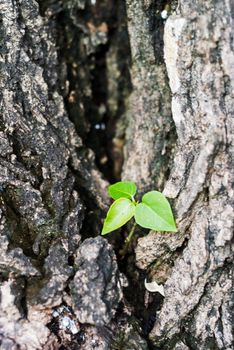 Small tree on big tree new generation .