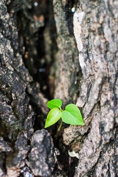 Small tree on big tree new generation .