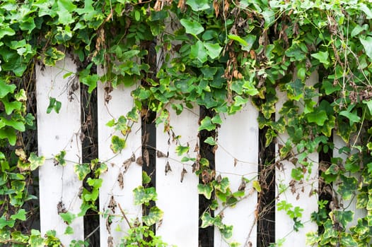 An Leaf wall in sun light .