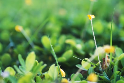 An Small Flowers Bed in sunlight .