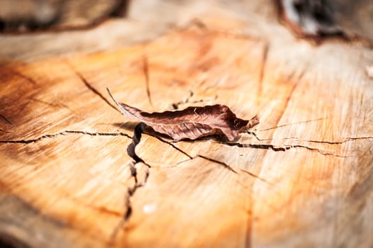 An Nature Leaf die in soft light .