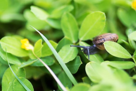 An Snail on leaf in garden green grass .