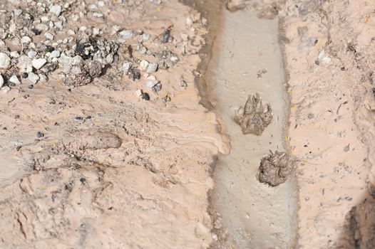 An Footprints of a animal on ground .