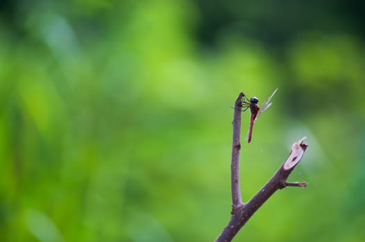 An Dragon fly in nature place .