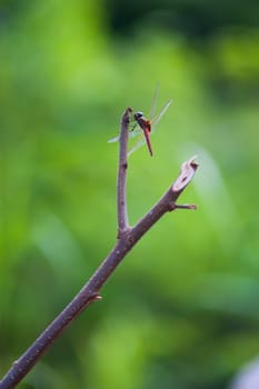 An Dragon fly in nature place .